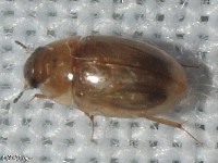 Water Scavenger Beetle