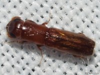 Pinhole Bark Borer Beetle