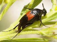 Wedge-shaped Beetle