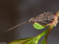 Netspinning Caddisfly