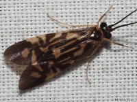 Netspinning Caddisfly