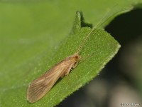 Netspinning Caddisfly