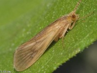 Netspinning Caddisfly