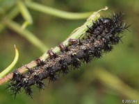 Caterpillar