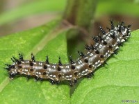 Early Instar Common Buckeye Butterfly Caterpillar