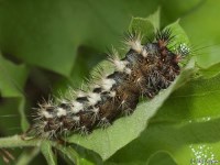 Dagger Moth Caterpillar