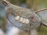 Tussock Moth Caterpillar