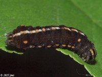 Sawfly Larvae