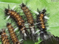 Milkweed Tussock Moth Caterpillar