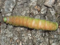 Luna Moth Caterpillar