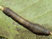 Geometrid Moth Caterpillar