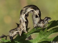 Common Spragueia Moth Caterpillar