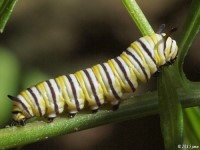 Monarch Butterfly Caterpillar