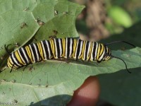 Monarch Butterfly Caterpillar