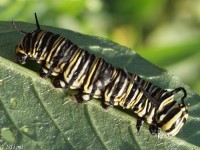 Monarch Butterfly Caterpillar