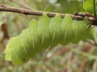 Polyphemus Moth Caterpillar