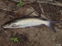 Channel Catfish