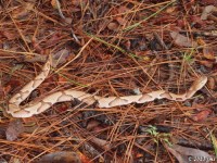 Southern Copperhead Snake