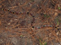 Coral Snake