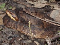 Cottonmouth Snake