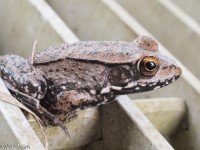 Bronze Frog