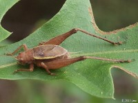 Restless Bush Cricket