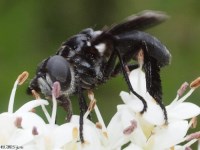 Feather-legged Fly