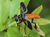 Feather-legged Fly