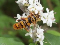 Syrphid Fly