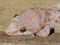 Mediterranean Gecko