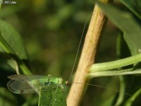 Green Lacewing