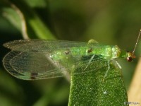 Green Lacewing