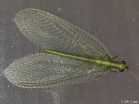 Green Lacewing