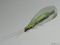 Green Lacewing