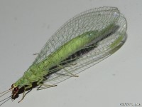 Green Lacewing