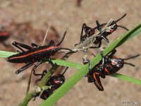 Eastern Lubber Grasshopper