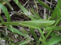 Common Conehead Katydid