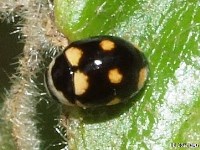 Lady Beetle