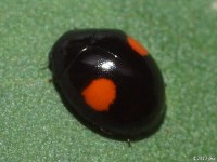 Lady Beetle