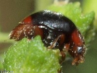 Scymnus sp. Lady Beetle