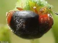 Scymnus sp. Lady Beetle