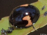 Lady Beetle