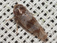 Leafhopper