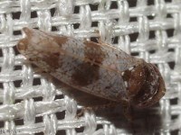 Leafhopper