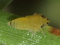 Graminella sp. Leafhopper Nymph