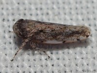 Leafhopper