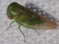 Leafhopper