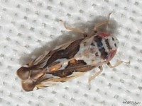 Leafhopper