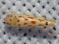 Probable Eratoneura curvata Leafhopper