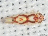 Eratoneura ligata Leafhopper